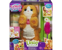 Gatto Daisy Gatto Daisy
